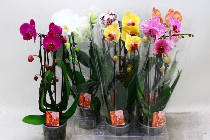 <h4>PHAL EL CASCADE</h4>