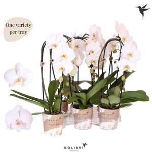 Phalaenopsis Elegant Cascade