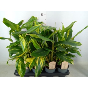Alpinia zerumbet 'Variegata'
