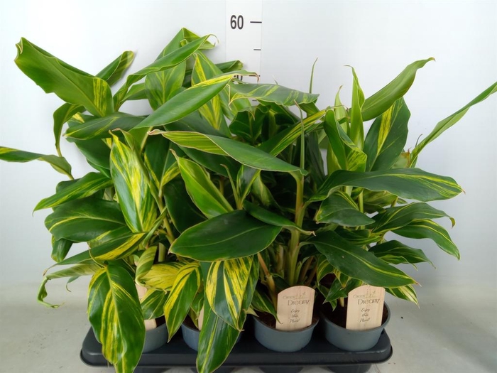 <h4>Alpinia zerumbet 'Variegata'</h4>