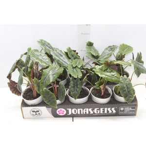 BEAUCARNEA RECURVATA P06