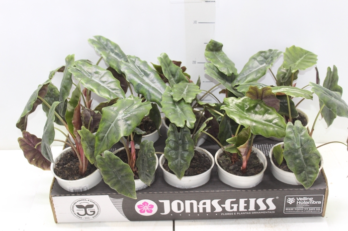 <h4>BEAUCARNEA RECURVATA P06</h4>