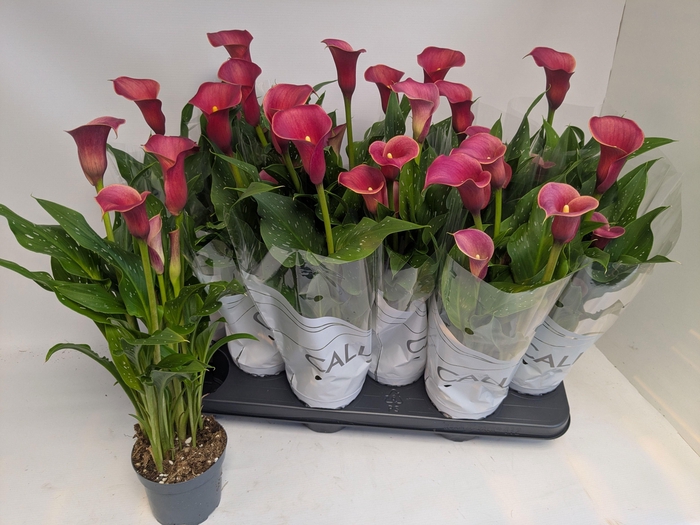 <h4>ZANT RED ALERT</h4>