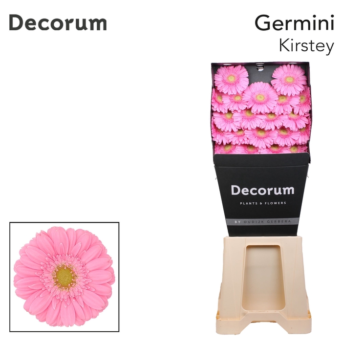 <h4>Germini Kirstey Diamond per kaart</h4>