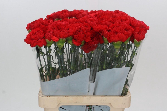 <h4>Dianthus St Gennaro</h4>