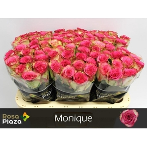 R Gr Monique