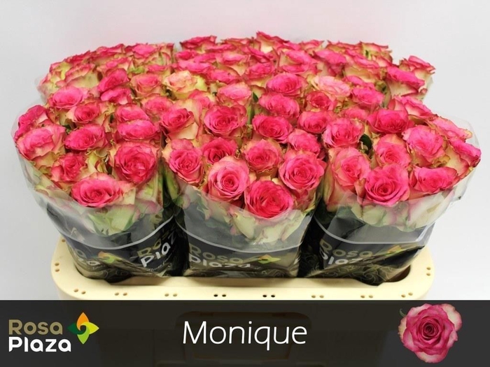 <h4>R Gr Monique</h4>