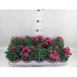 Dianthus car. 'Peman Fancy Cerise'