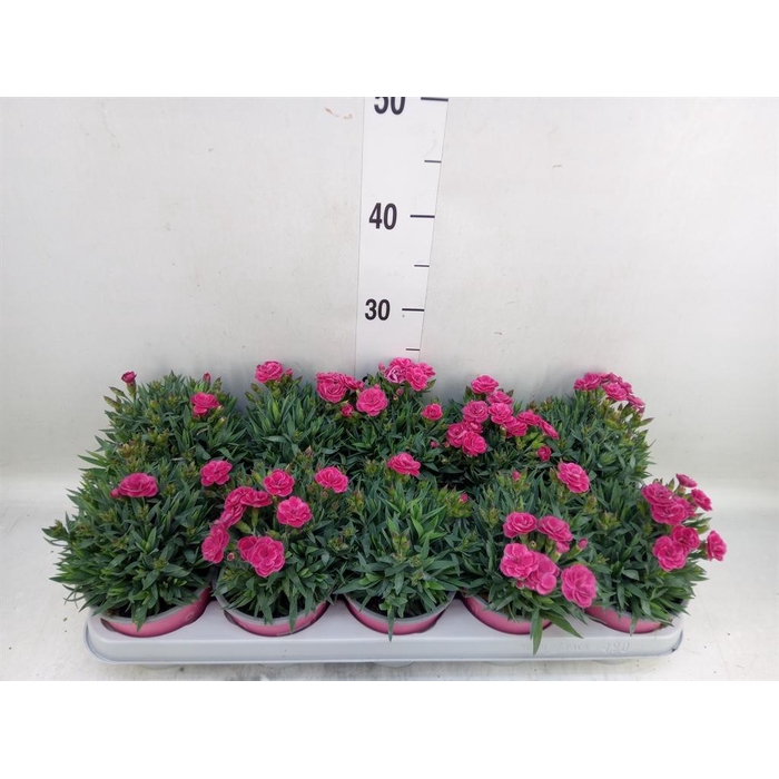 <h4>Dianthus car. 'Peman Fancy Cerise'</h4>