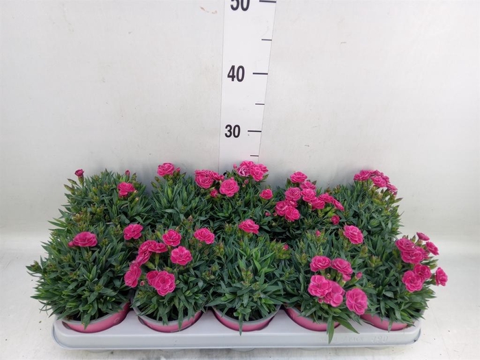 Dianthus car. 'Peman Fancy Cerise'