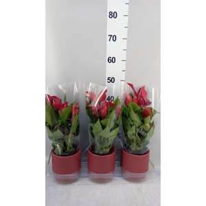 Anthurium  'Banderola Lava'