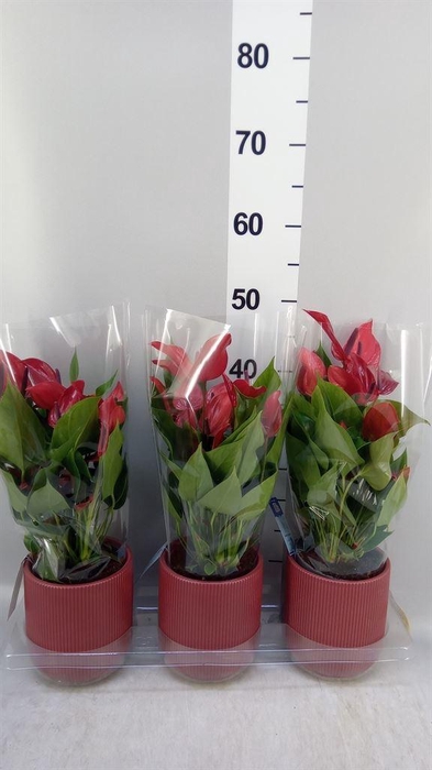 <h4>Anthurium  'Banderola Lava'</h4>