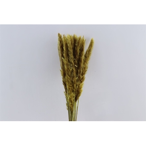 Dried Fluffy Pampas Yellow 20pcs Bunch