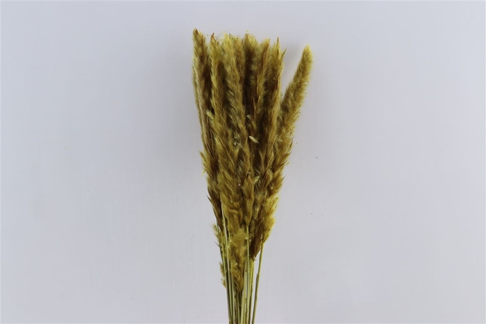 <h4>Dried Fluffy Pampas Yellow 20pcs Bunch</h4>