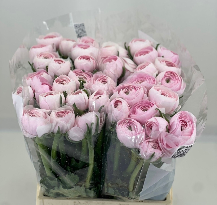 <h4>Ranunculus Clooney Lady Extra</h4>