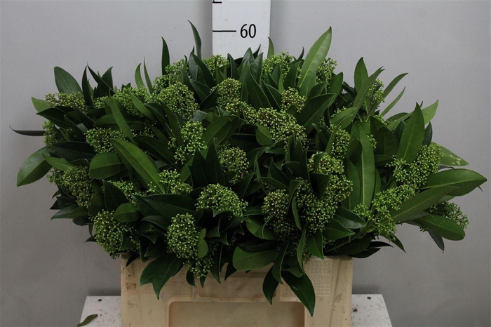 <h4>Skim C Kew Green Bs</h4>