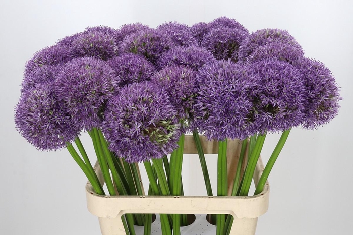 <h4>Allium Pinball Wizard</h4>