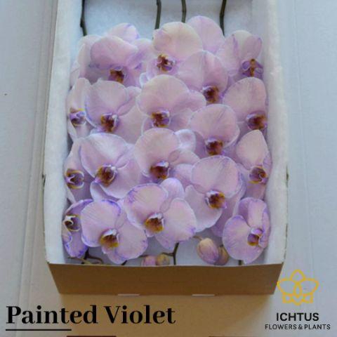 <h4>PHAL PAINTED VIOLET BLOEM 25 Bloemen</h4>