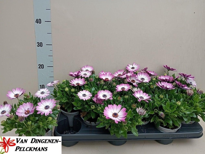 <h4>OSTEO PINK FANTASY</h4>