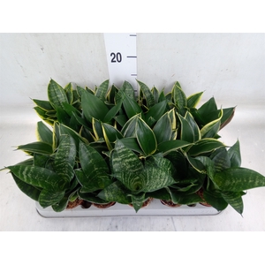 Sansevieria trifa. 'Hahnii'