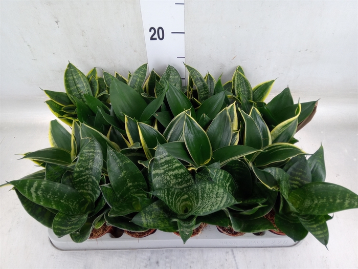 <h4>Sansevieria trifa. 'Hahnii'</h4>