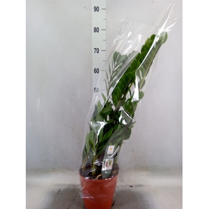 Zamioculcas zamiifolia