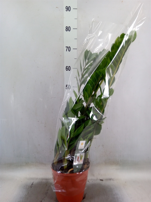 <h4>Zamioculcas zamiifolia</h4>