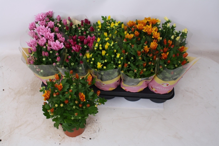 <h4>CHRYS GEM 5 KL</h4>