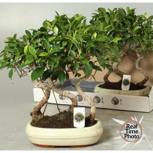BONSAI GEM