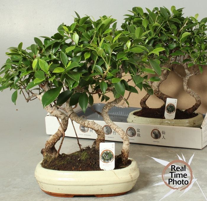 <h4>BONSAI GEM</h4>