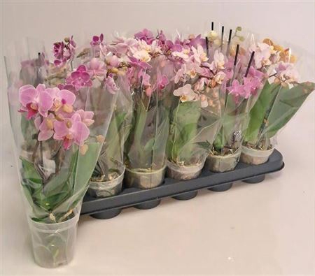 <h4>Phal Gem 4 Kl</h4>