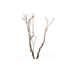 Syringa Branch Super Lotti