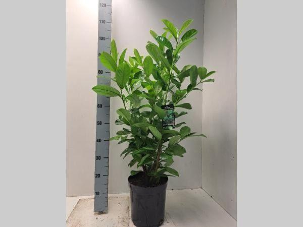 <h4>Prunus laurocerasus 'Rotundifolia' - C7</h4>
