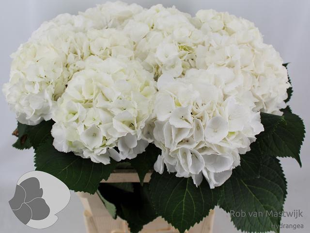<h4>HYDR M CH WHI VERENA</h4>