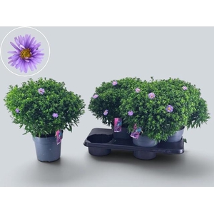 ASTER D AL D PURP LA
