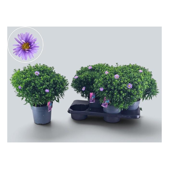 <h4>ASTER D AL D PURP LA</h4>