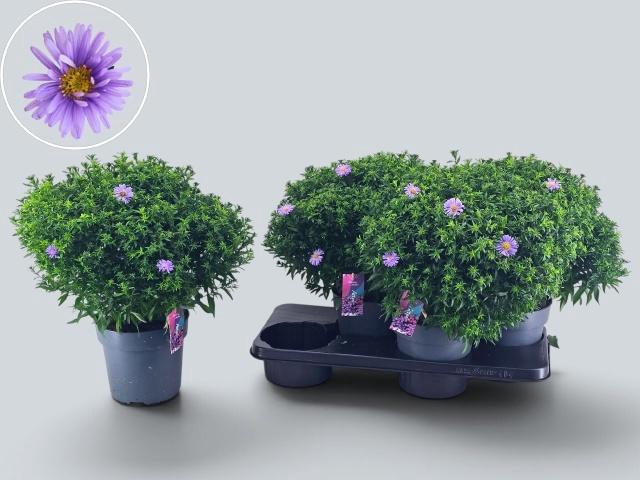 <h4>ASTER D AL D PURP LA</h4>