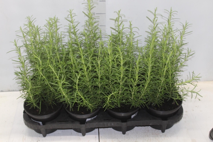 <h4>ALECRIM P15</h4>