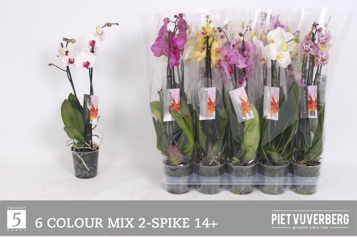<h4>PHAL GEM 6 KL</h4>