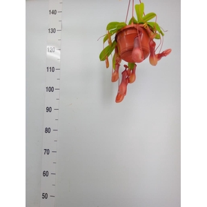 Nepenthes    ...