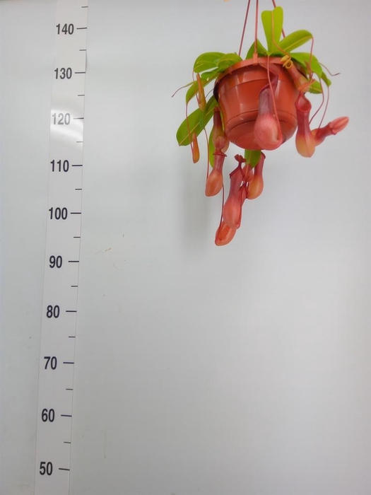 <h4>Nepenthes ...</h4>