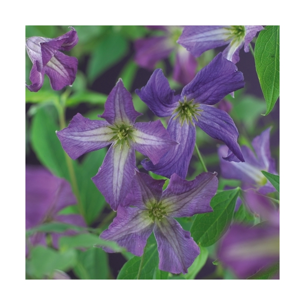 <h4>Clematis viticella +3.0 label</h4>