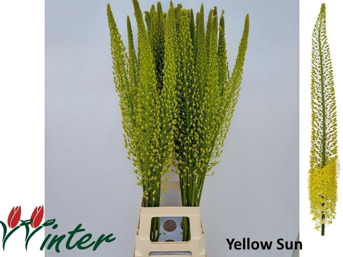 <h4>Eremurus Sh Yellow Sun 110cm</h4>