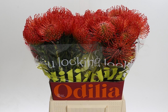 <h4>Nutans Succession</h4>