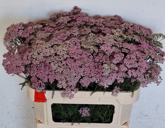 <h4>Achilea M Cindy Pink 75cm</h4>