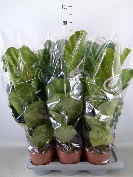<h4>Ficus lyrata</h4>
