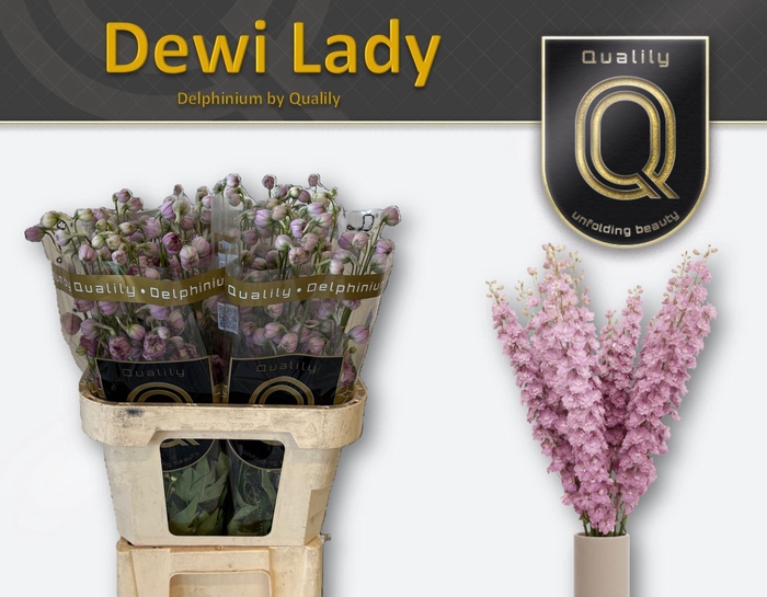 <h4>Delphinium DU 'Dewi Lady'</h4>
