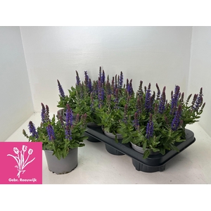 SALVIA NE SE DP BLUE