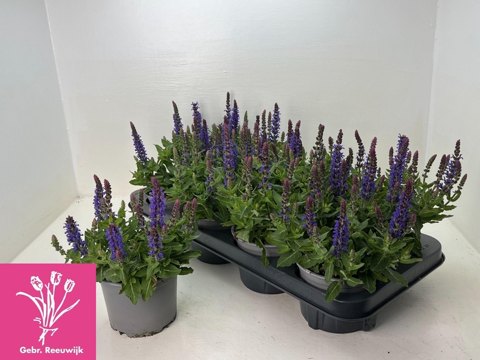 <h4>SALVIA NE SE DP BLUE</h4>