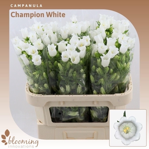 Campanula Champion White
